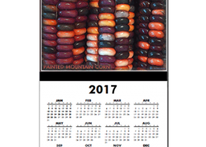 Hudson Valley Art: Painted Mountain Corn: Calendar Print